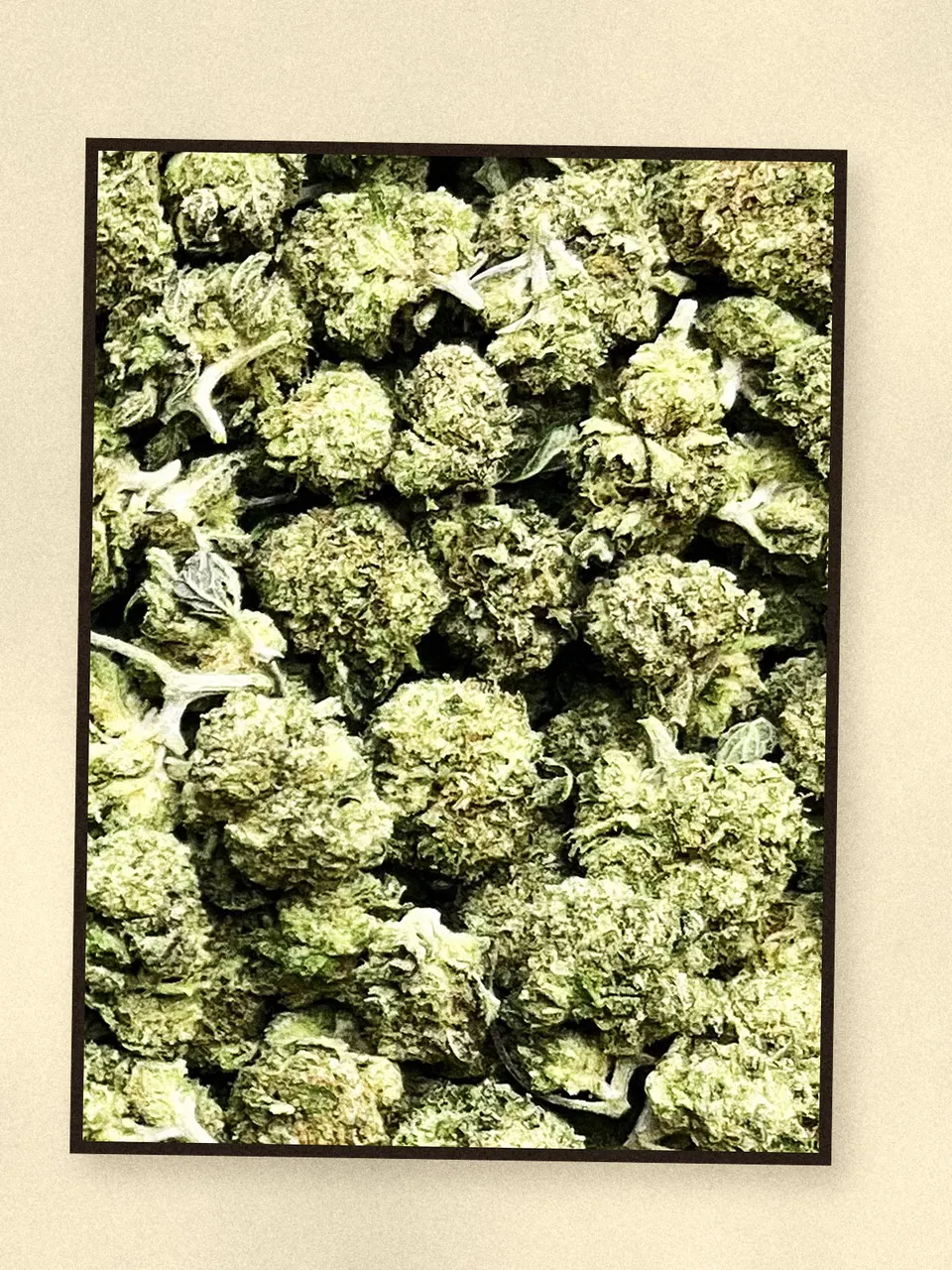 Blue Dream hemp flower, a closer look at the lot, light-dep