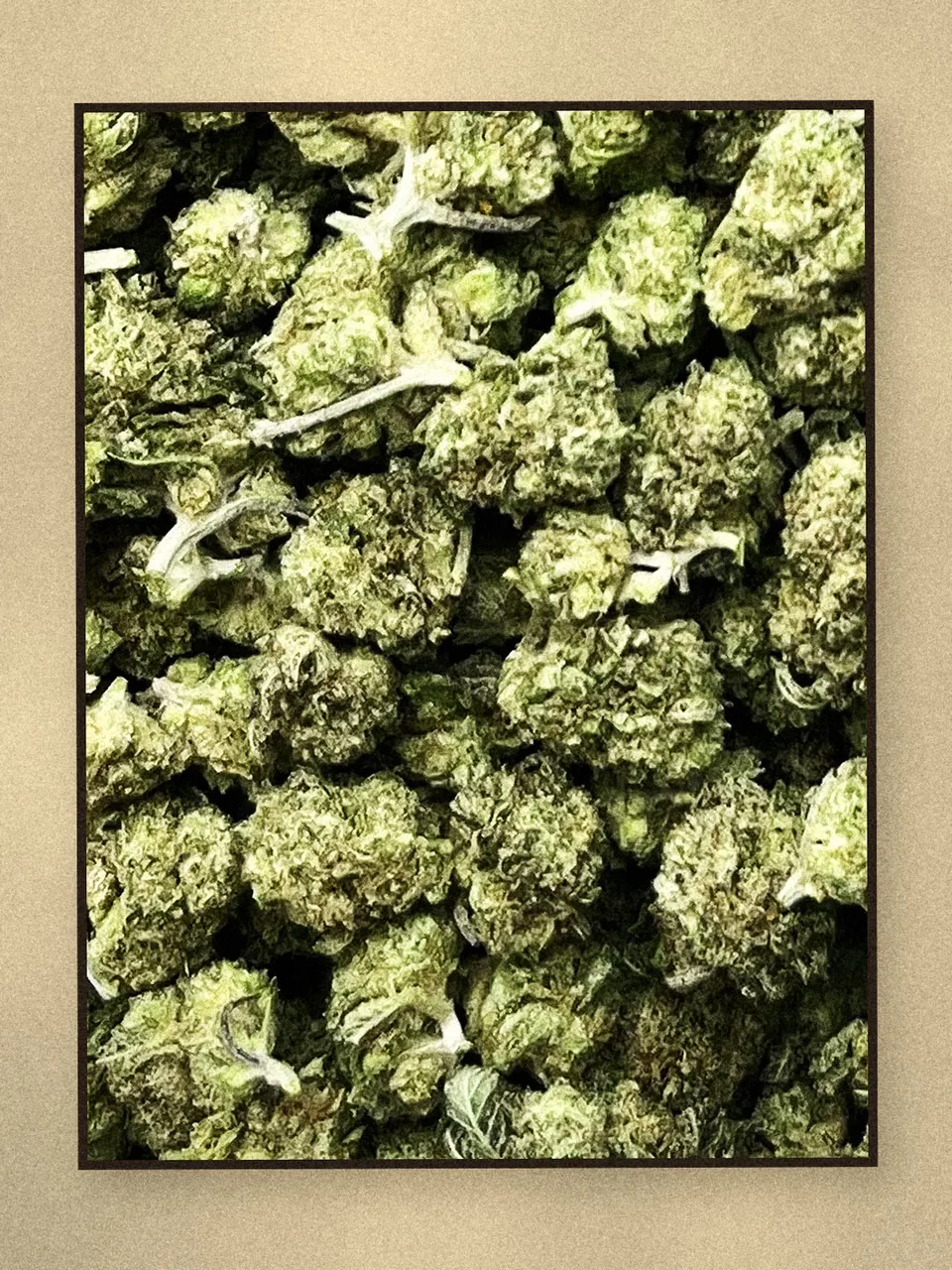 Blue Dream hemp flower on a pale wooden board, light-dep