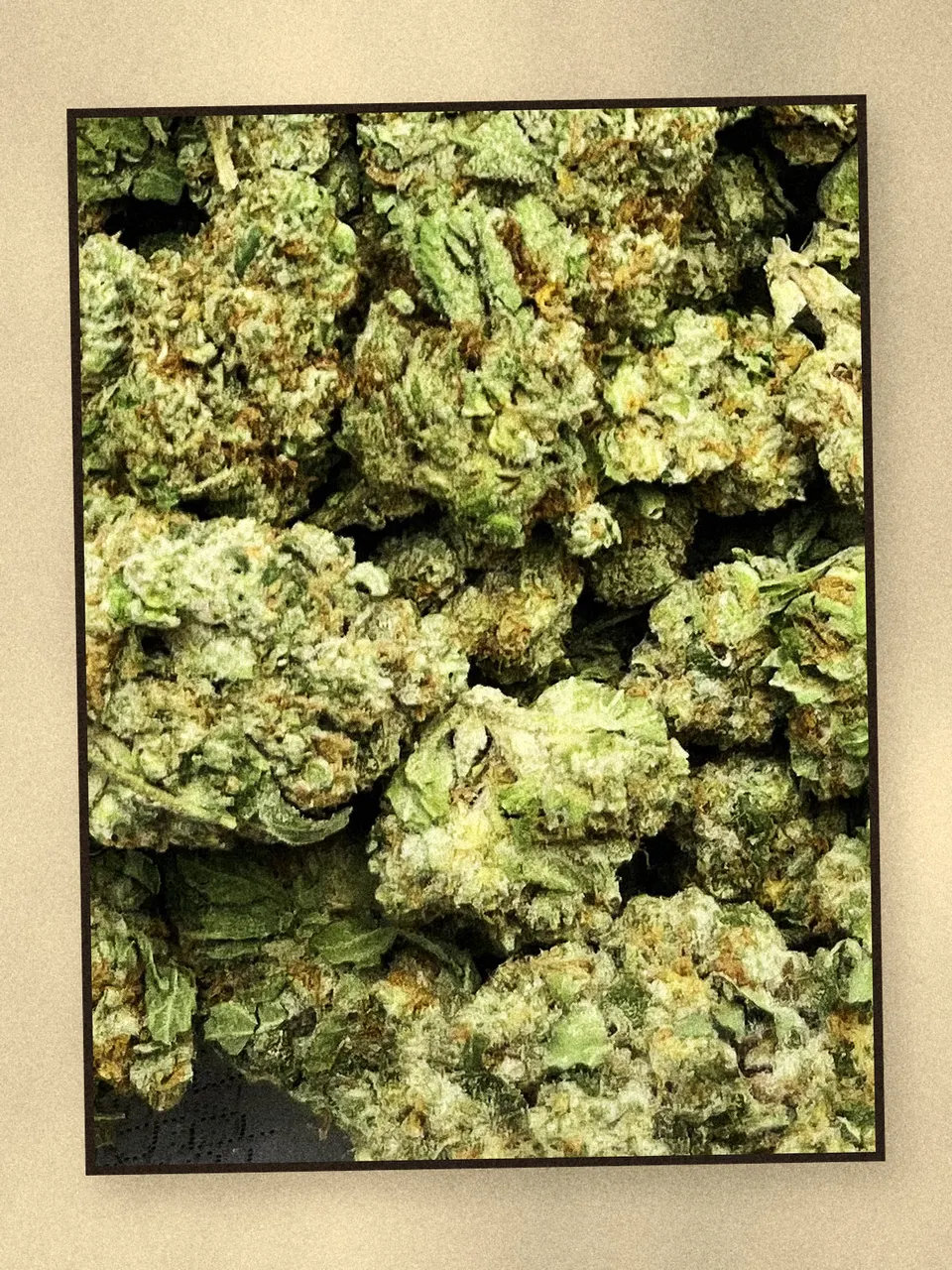 Bubble Bath hemp flower on a pale wooden board, greenhouse