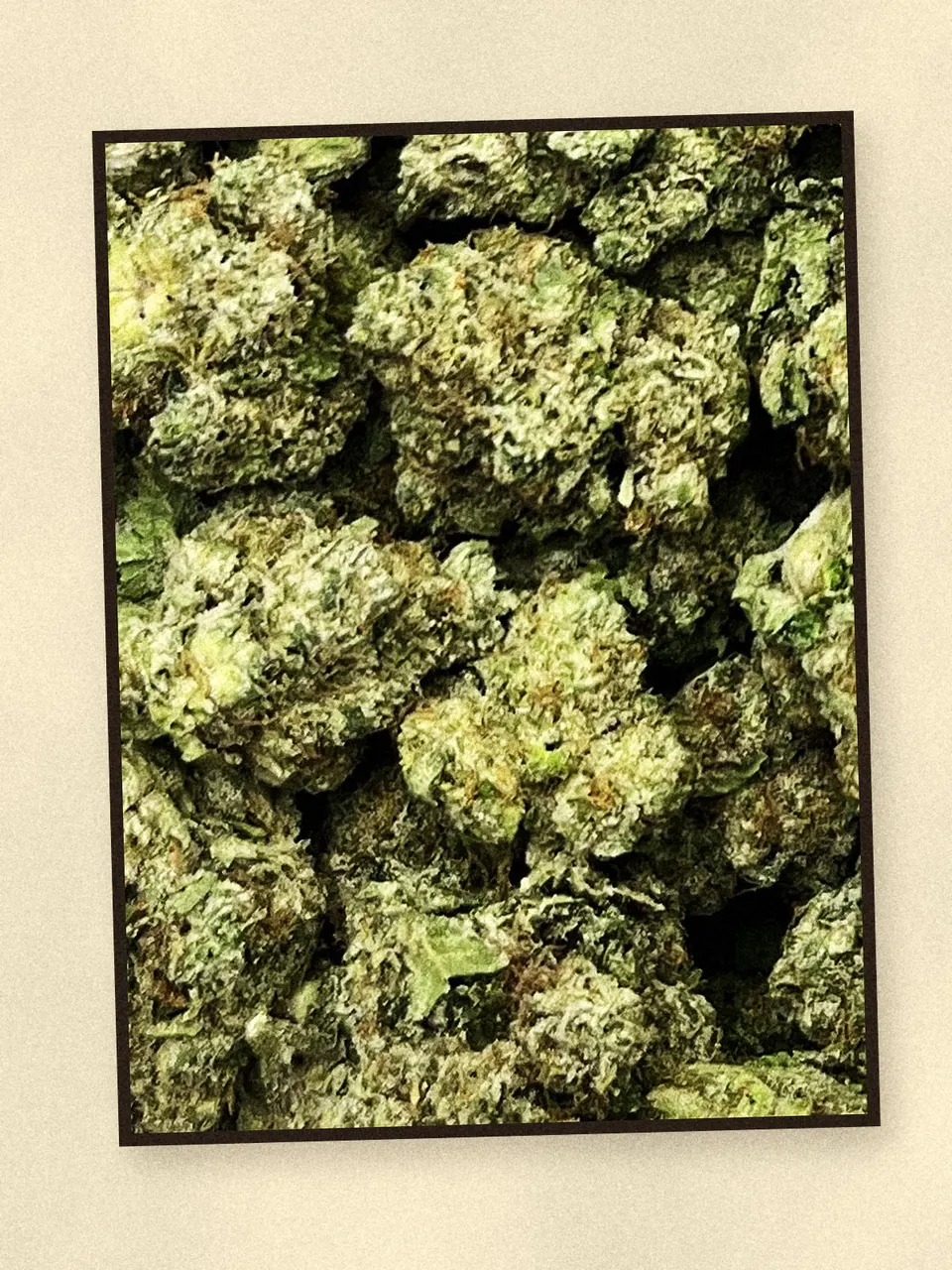 Caked Up Candy hemp flower, a closer look at the lot, greenhouse
