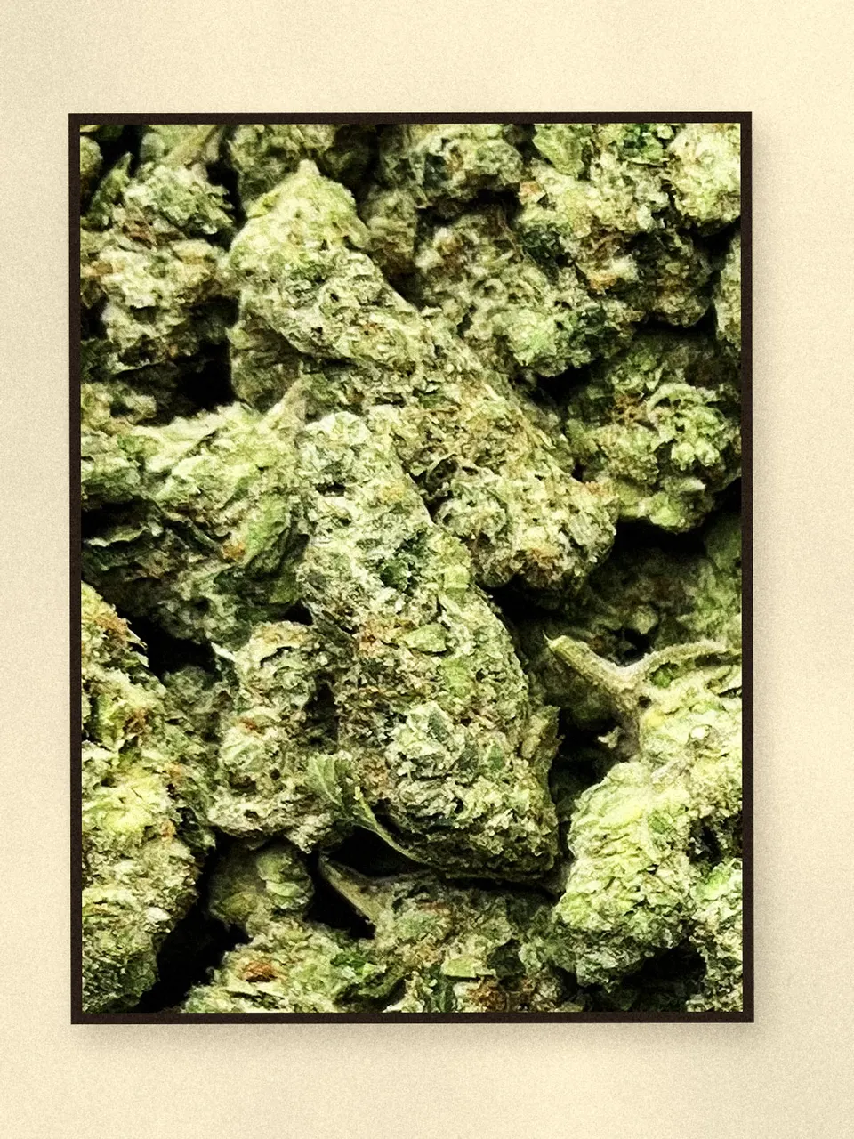 Donny Burger #5 hemp flower, a closer look at the lot, greenhouse