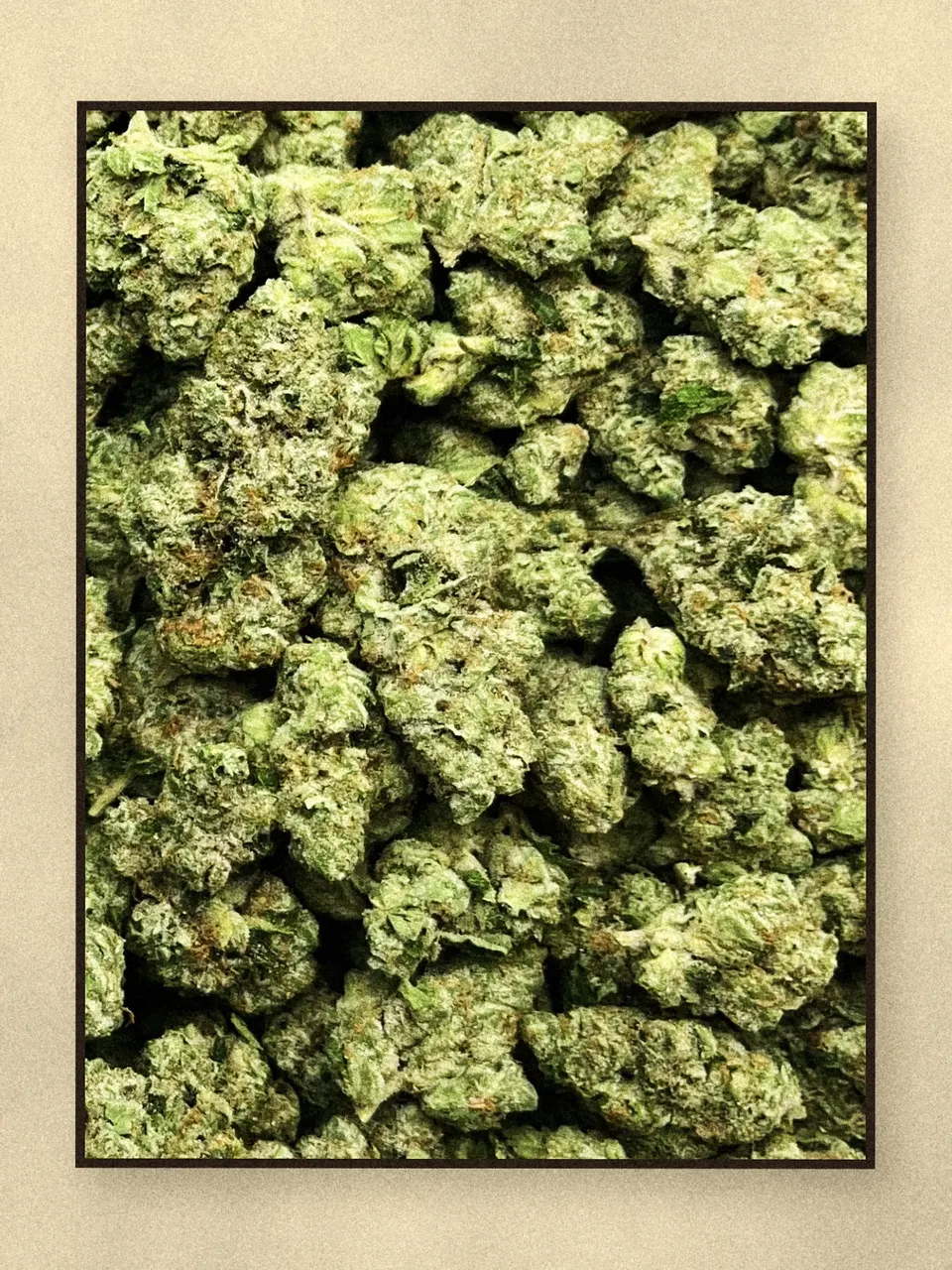 Donny Burger #5 hemp flower on a pale wooden board, greenhouse