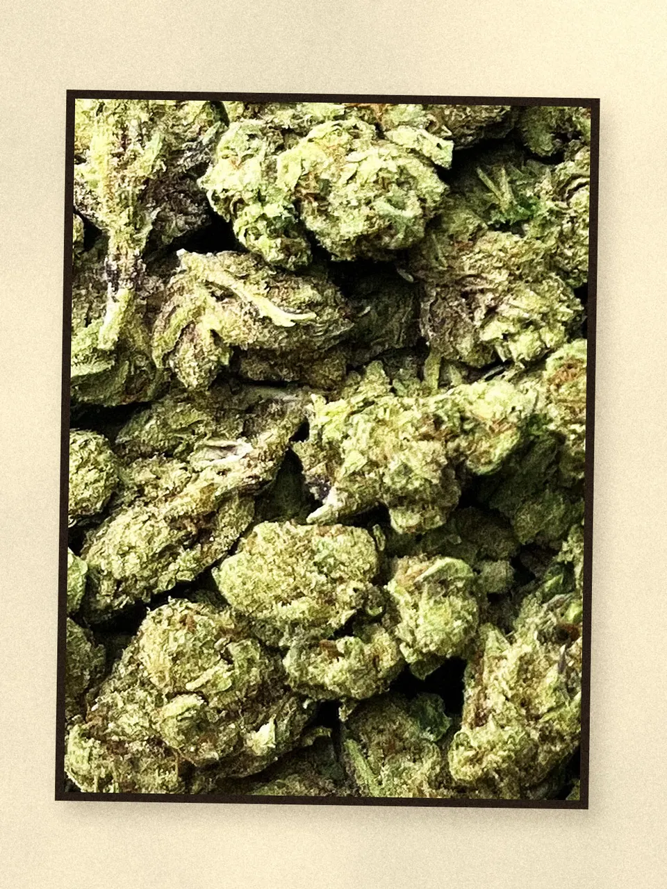 Gelato 33 hemp flower, a closer look at the lot, greenhouse