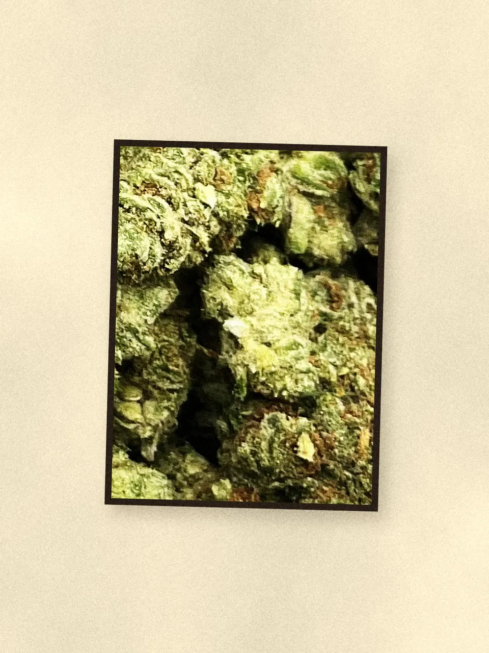 Gelonade hemp flower, a closer look at the lot, greenhouse