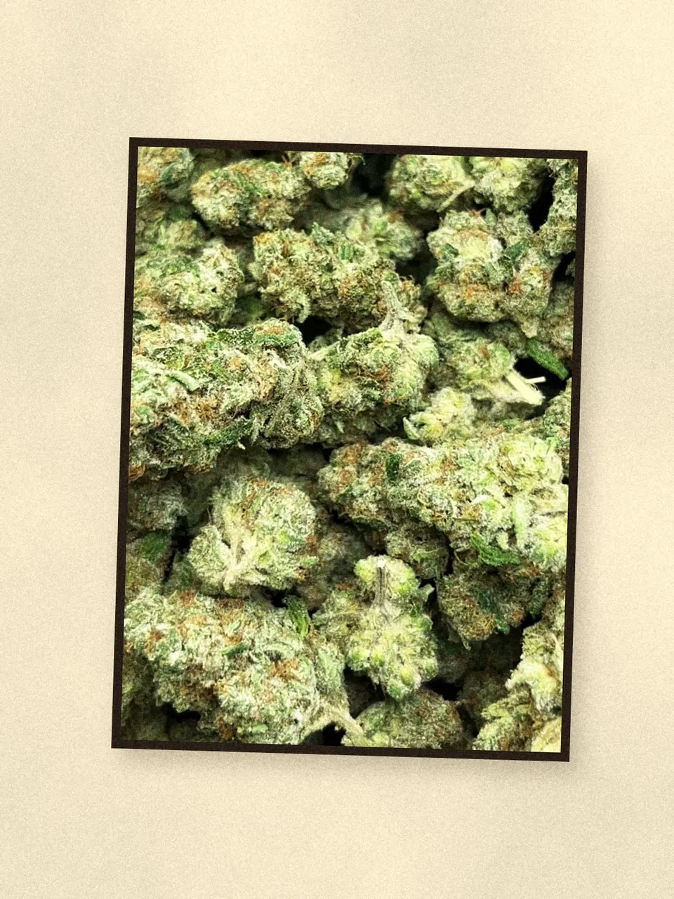 Glue Dawg hemp flower, a closer look at the lot, greenhouse