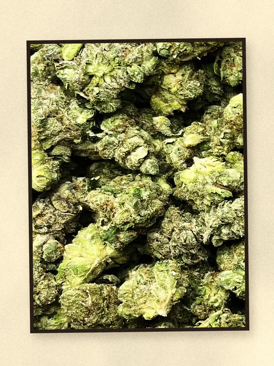 Kandy Kush hemp flower, a closer look at the lot, greenhouse