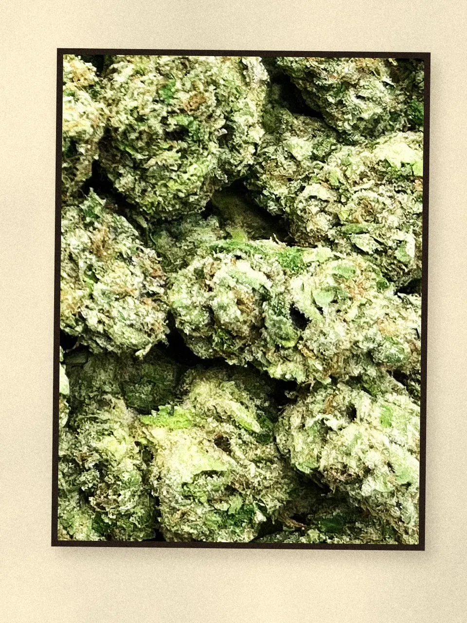Lipsmackers hemp flower, a closer look at the lot, light-dep