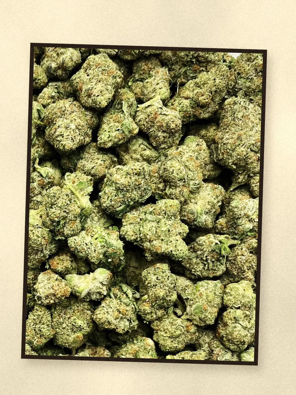 Rocket Pops hemp flower, a closer look at the lot, greenhouse
