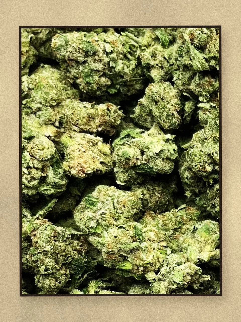 Sherpa 369 hemp flower on a pale wooden board, greenhouse