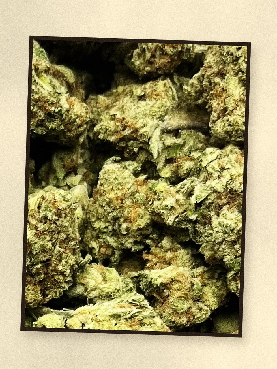 Tropicana hemp flower, a closer look at the lot, greenhouse